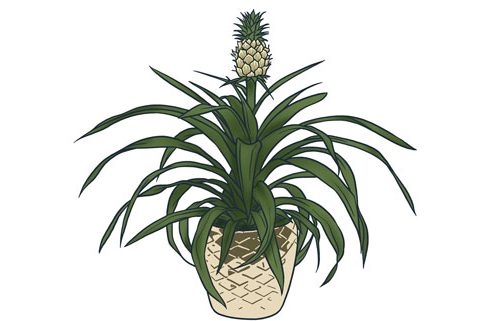 Ananasplant tegen snurken, hoe werkt het?