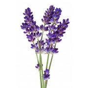 Lavendel-voor-een-schonere-lucht-in-huis